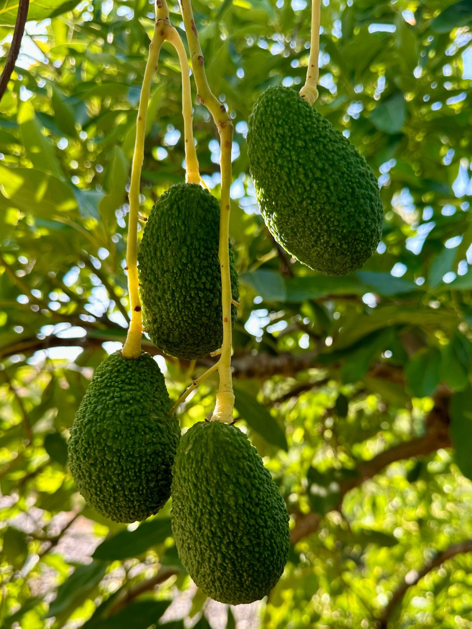 Avocado